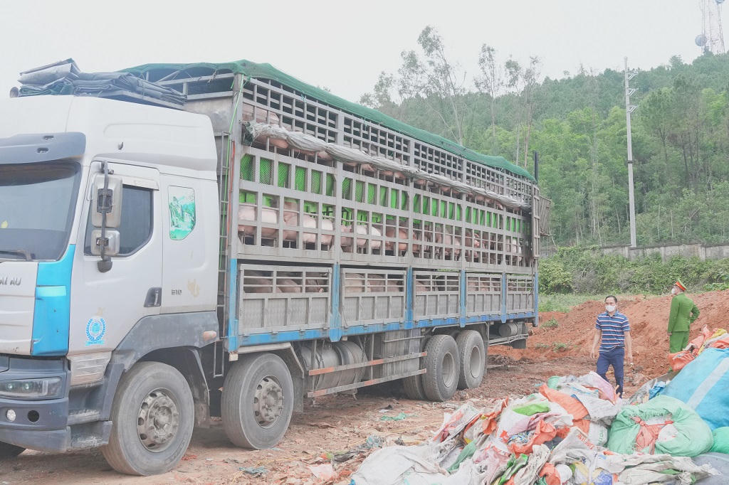 Xe ô tô chở hơn 15 tấn lợn nhiễm dịch tả lợn Châu Phi. Ảnh: Công an tỉnh Nghệ An