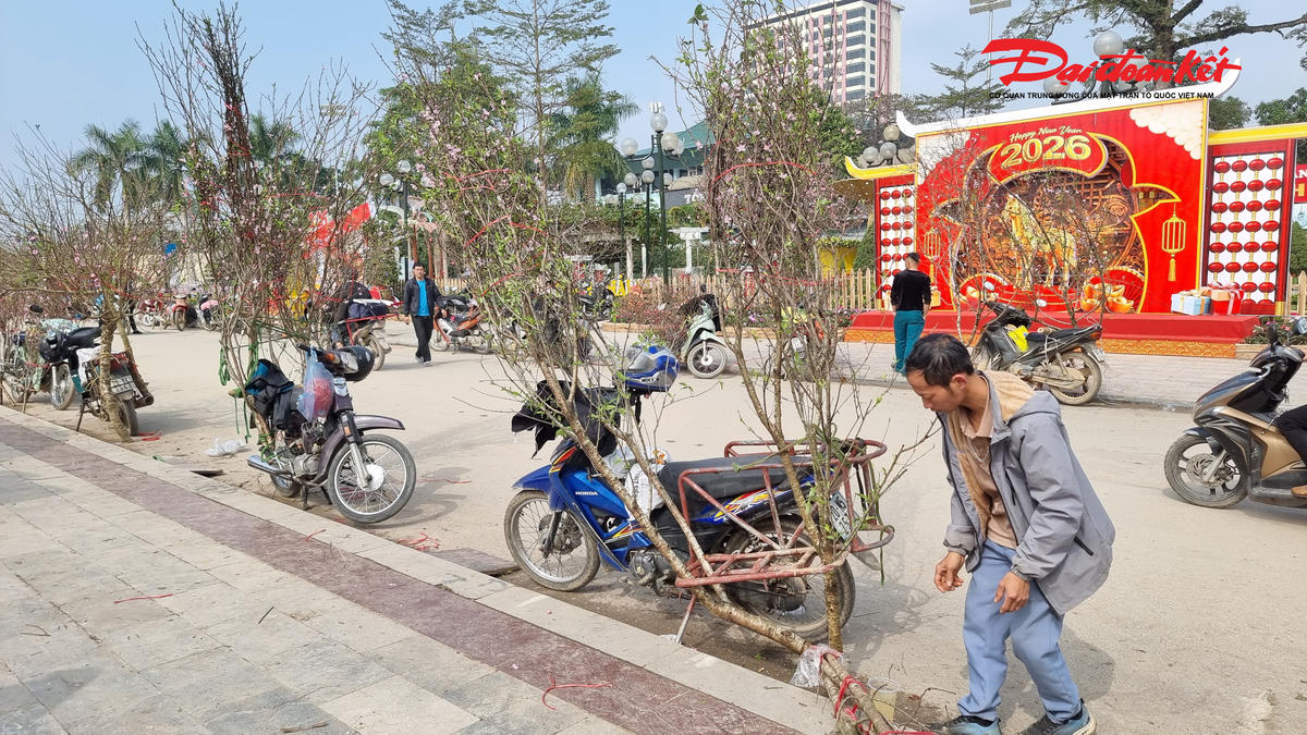 Những cành đào được người dân mang từ vùng núi Bắc Sơn, tỉnh Lạng Sơn đến có giá khoảng 500.000 - 700.000 đồng. Ảnh: Anh Toán.