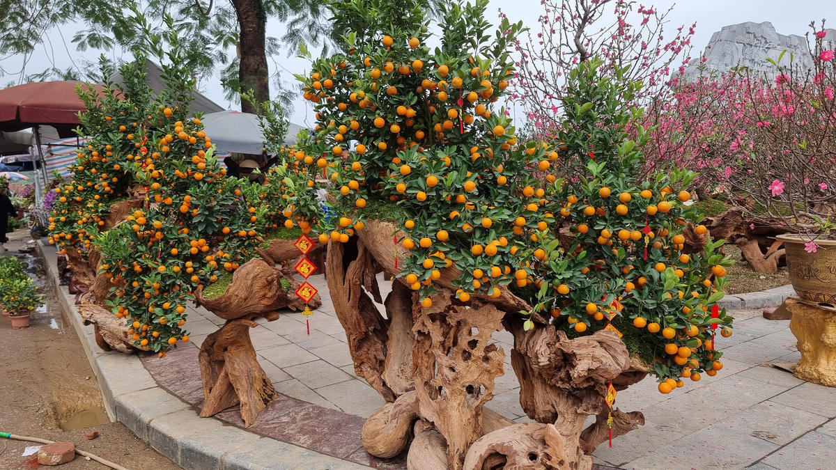 Quất cảnh được đánh giá là trang trí, cắt tỉa đẹp hơn các năm trước, nhưng giá tiền thì phù hợp với túi tiềng khách hàng. Ảnh: Toán Nguyễn.