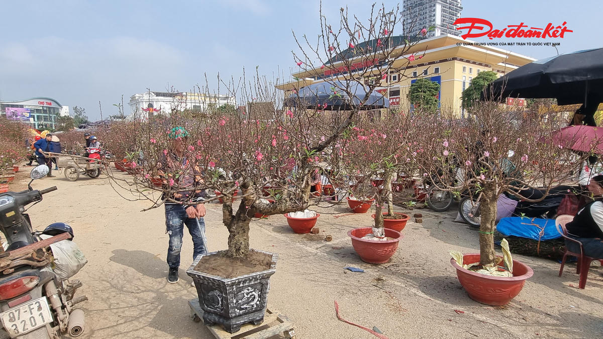 Giá đào Tết năm nay được ghi nhận là mềm hơn so với năm 2025. Ảnh: Anh Toán.