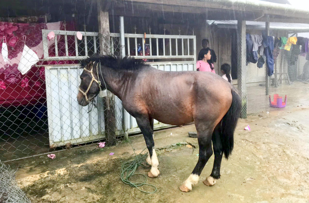 Ngựa Mường Lống chính là “đôi chân” của đồng bào Mông, gắn bó mật thiết với đời sống sinh tồn trên rẻo cao biên giới từ xa xưa.