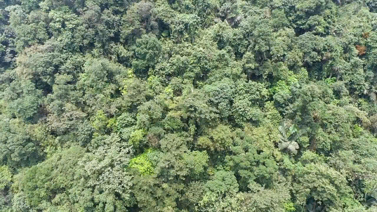 Cành lá sum suê của những cây mai hòa lẫn với màu xanh của núi rừng.&nbsp;Ảnh: BQL