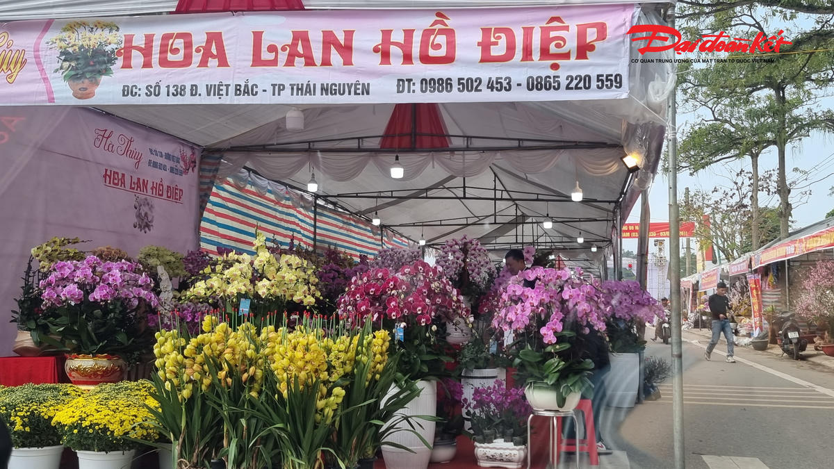 Mặt hàng hoa Tết năm nay nở rộ dòng hoa lan Hồ Điệp, với 8 khu vực bày bán tại chợ hoa Tết Phan Đình Phùng. Ảnh: Anh Toán.