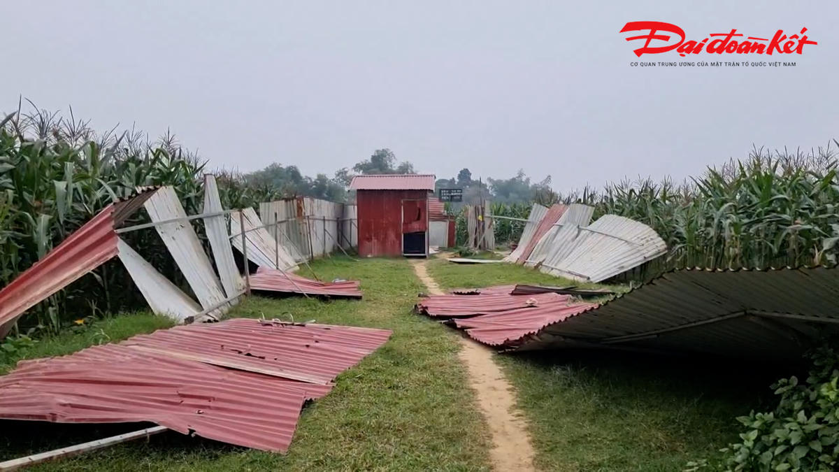 Trên 150 m hàng rào và nhiều tài sản bị đổ rạp. Ảnh: Hương Trà.