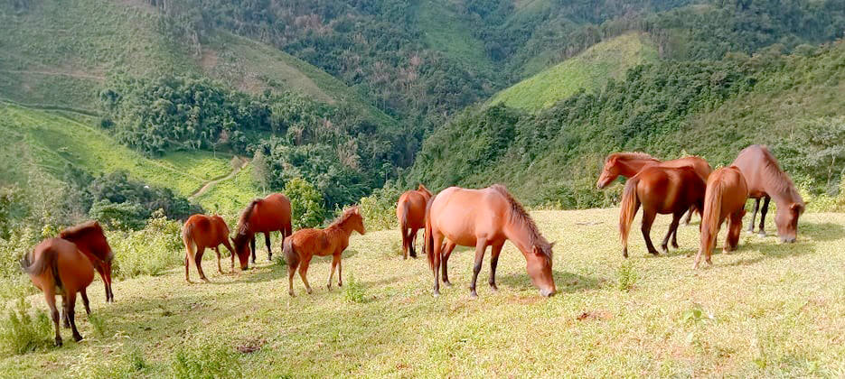 Bước chân ngựa nơi “cổng trời” Mường Lống