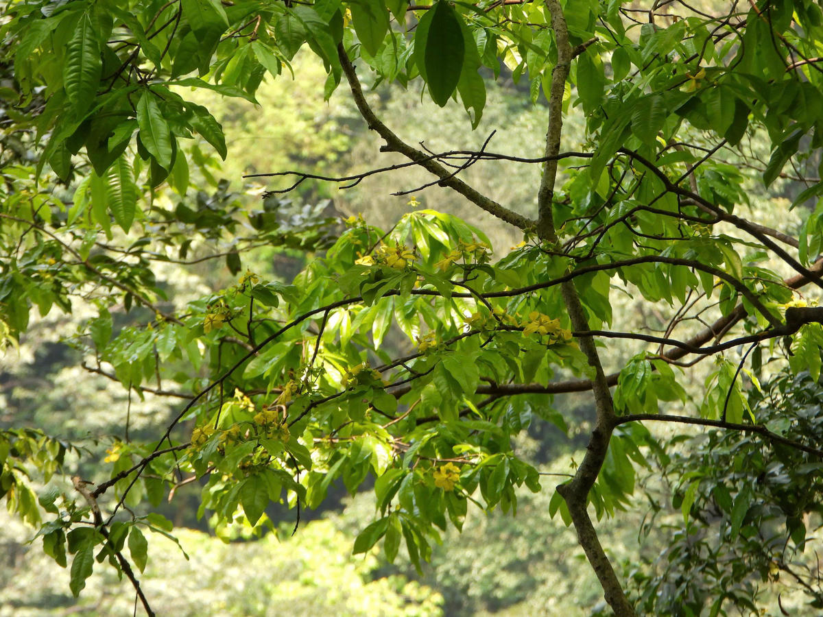 Quần thể mai vàng được bảo tồn và gìn giữ.