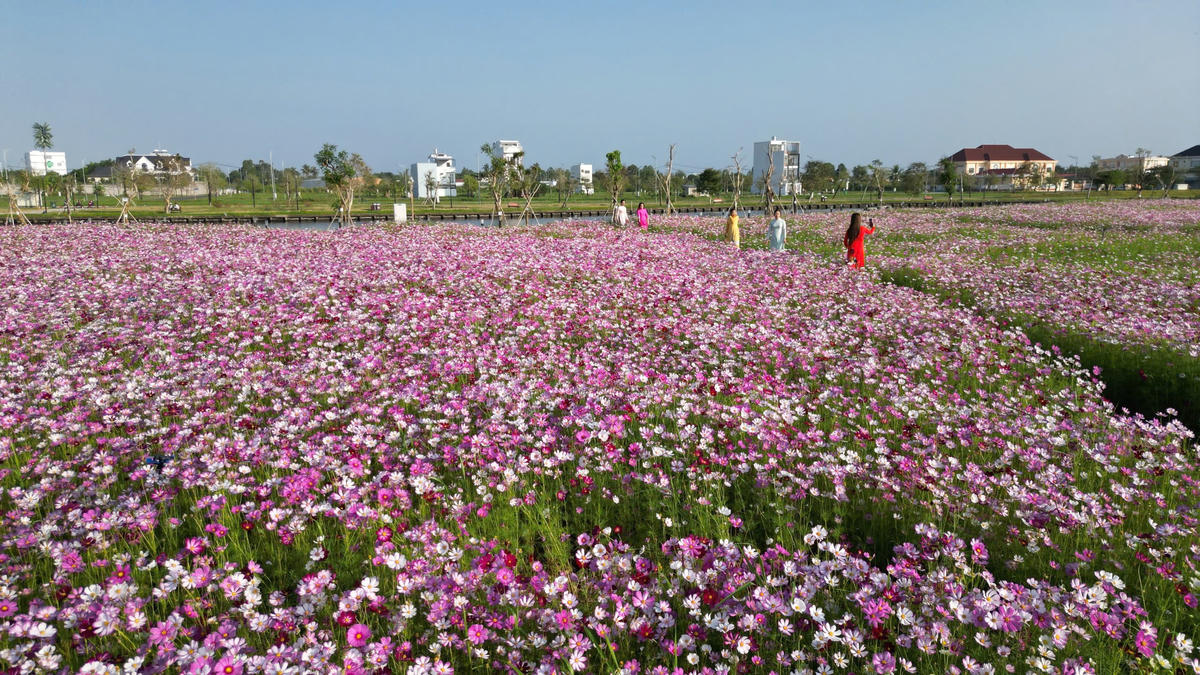 Giữa nền trời xanh, vườn hoa sao nhái lớn nhất Cà Mau rộng hơn 2,5ha tại khu đô thị Happy Home, phường Tân Thành hiện lên rực rở  sắc màu như tấm thảm trải dài. Ảnh: Nguyên Du