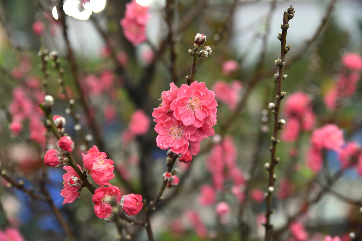  Hoa đào đẫm sương sớm rung rinh trong gió. Ảnh: Phạm Sỹ.