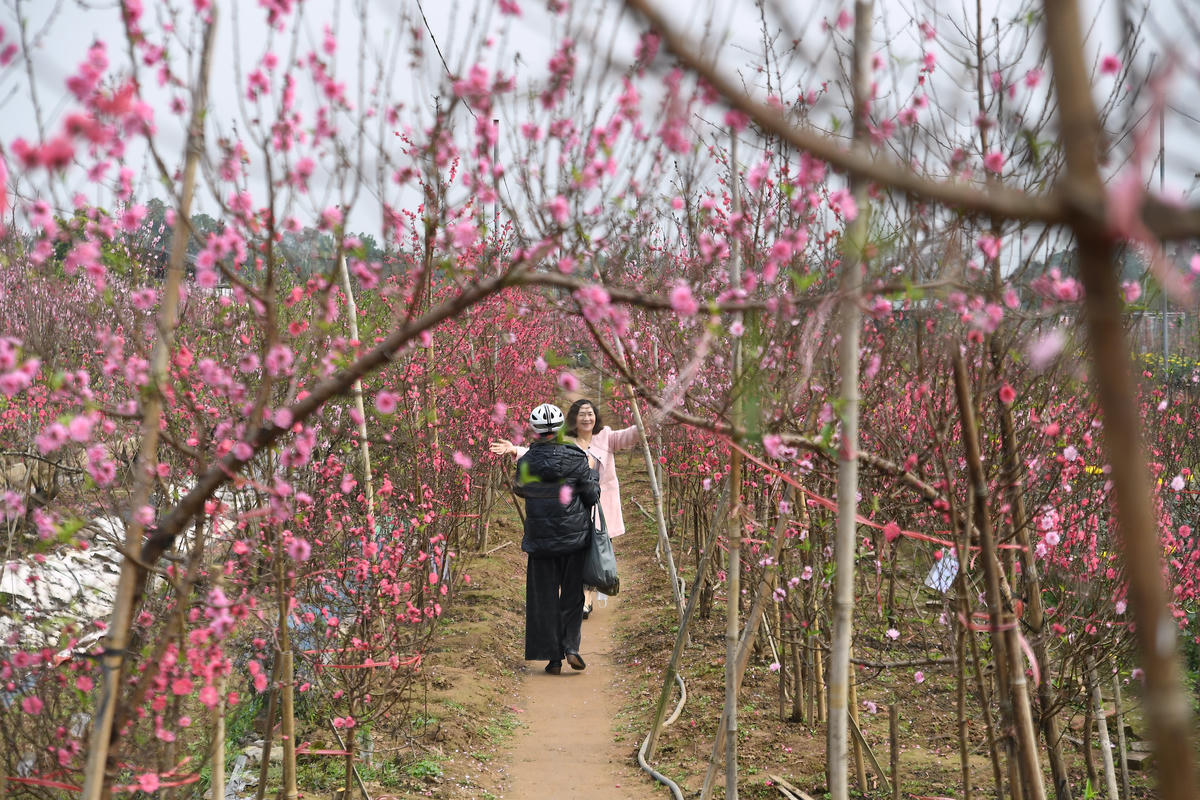 Giữa không gian ngập tràn sắc đào, mỗi bước chân như chậm lại, để cảm nhận trọn vẹn vẻ đẹp tinh khôi của đất trời Hà Nội thời khắc giao mùa. Ảnh: Phạm Sỹ.