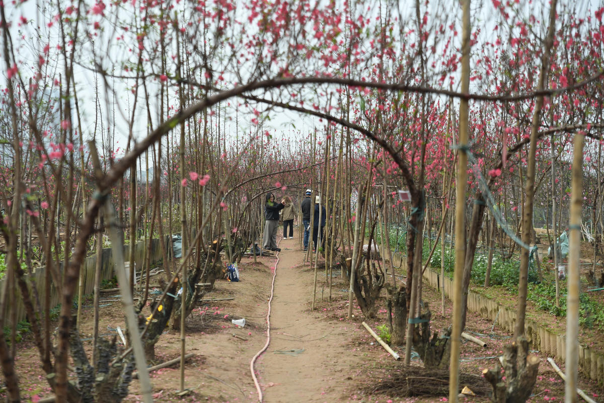 Các nhà vườn tất bật đón khách. Ảnh: Phạm Sỹ.