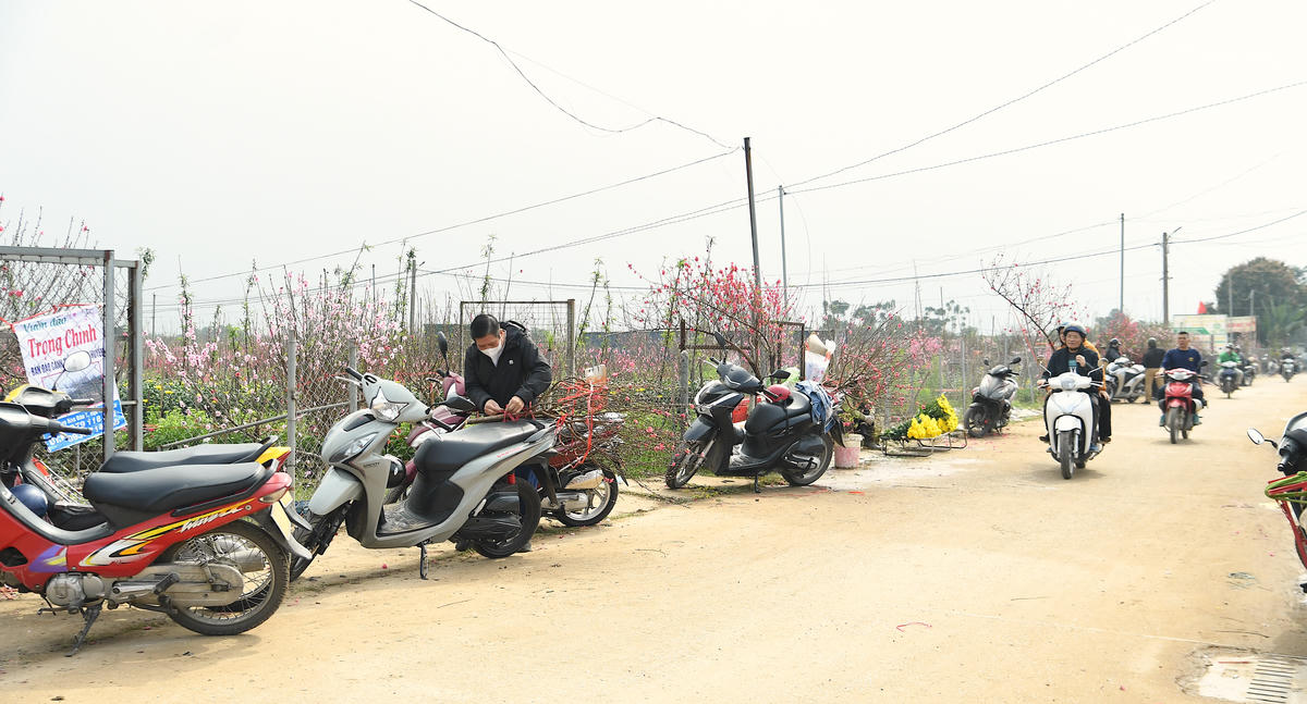 Những ngày này, vườn đào Nhật Tân nhộn nhịp người ra vào. Ảnh: Phạm Sỹ.