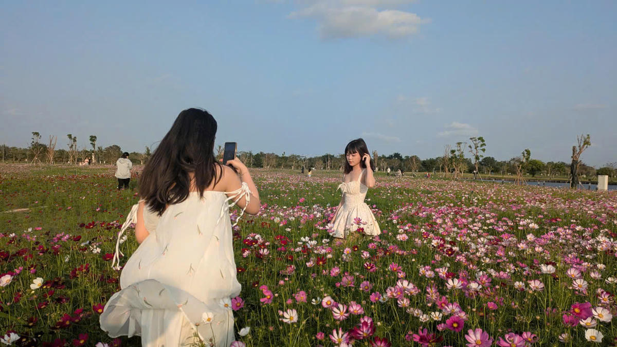 Vườn hoa sai nhái thu hút nhiều&nbsp; bạn trẻ đến check - in những ngày cận Tết. Ảnh: Nguyên Du&nbsp;