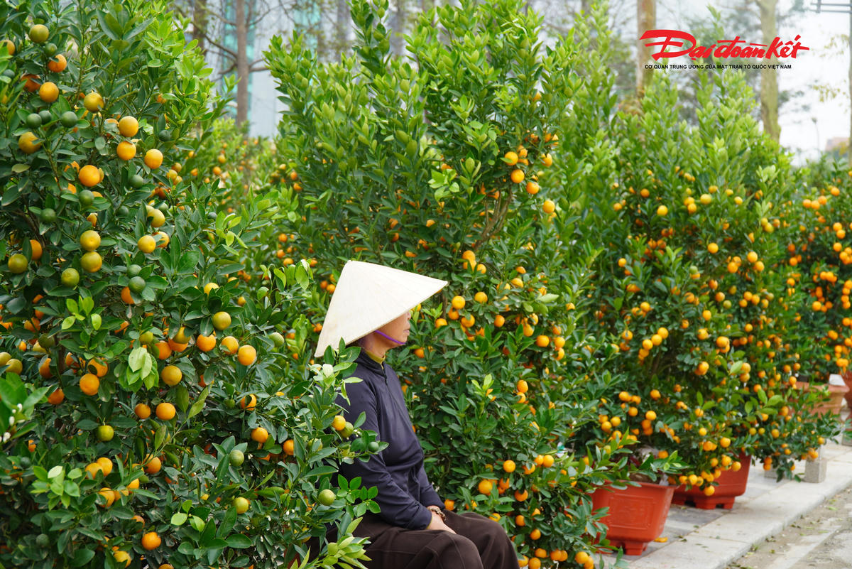 Hàng trăm cây quất cảnh với thế đẹp nhưng ít người hỏi mua nên bà Thanh (trú phường Trần Phú, tỉnh Hà Tĩnh) buồn bã. Lượng quất bán ra của gia đình bà giảm hẳn so với trước đây.