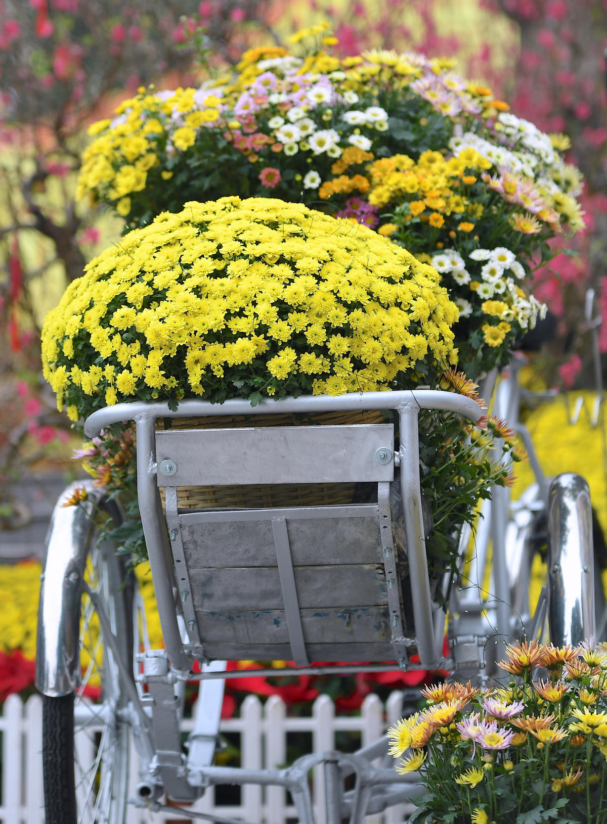 Những xe hoa cúc mâm xôi vàng rực góp thêm gam màu truyền thống ngày xuân. Ảnh: Phạm Sỹ.