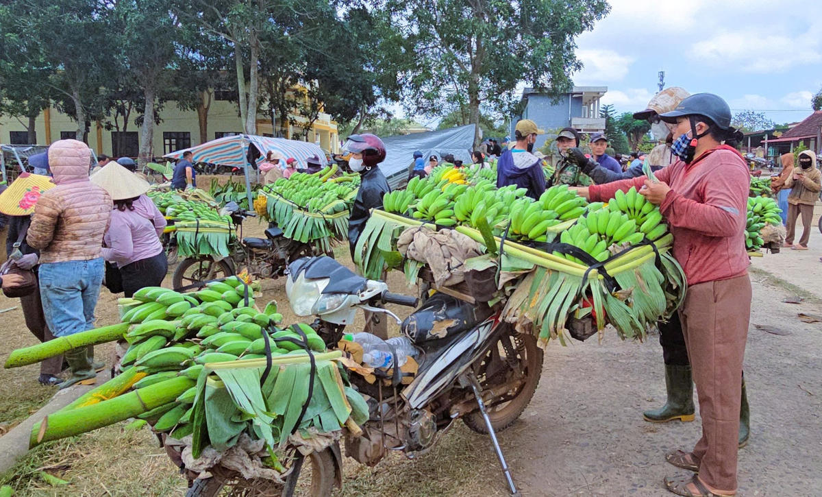 Ở đây chủ yếu bán chuối mật mốc và được người dân chở đến bằng xe máy. Ảnh: DL.