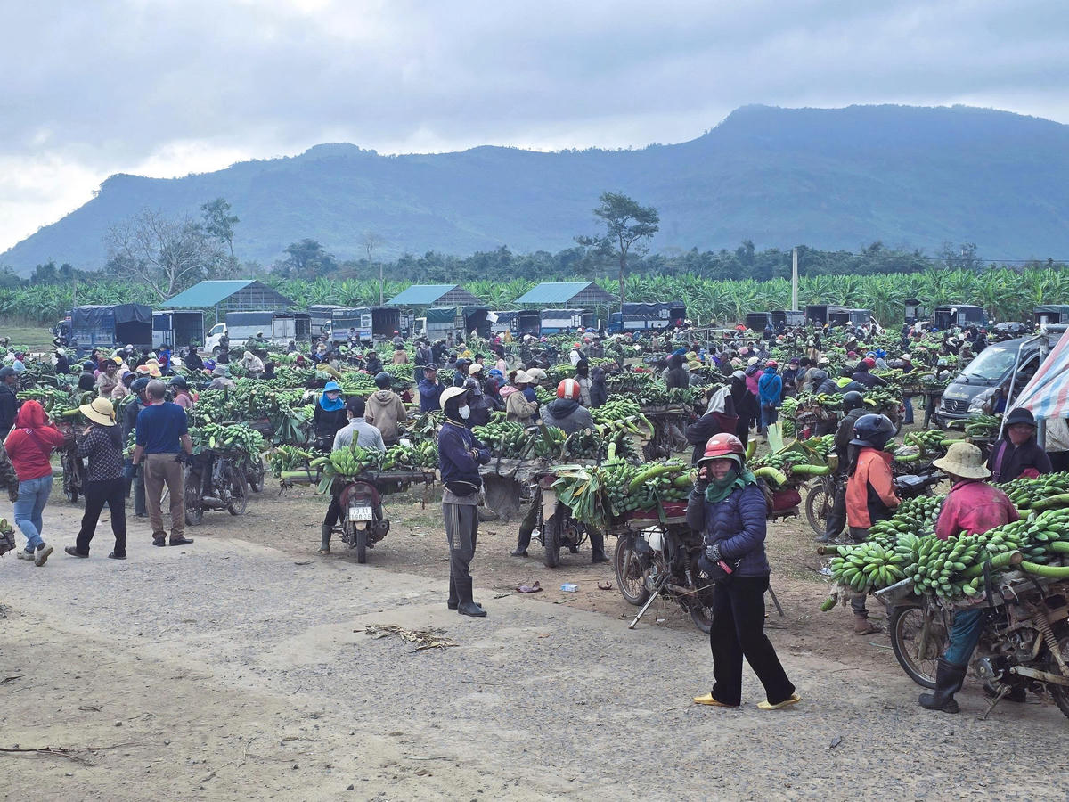 Ghi nhận vào những ngày cuối tháng 12/2025 (Âm lịch), rất nhiều thương lái, người dân từ các tỉnh thành trong nước và nước bạn Lào đang tập trung về đây mua bán chuối. Ảnh: DL.