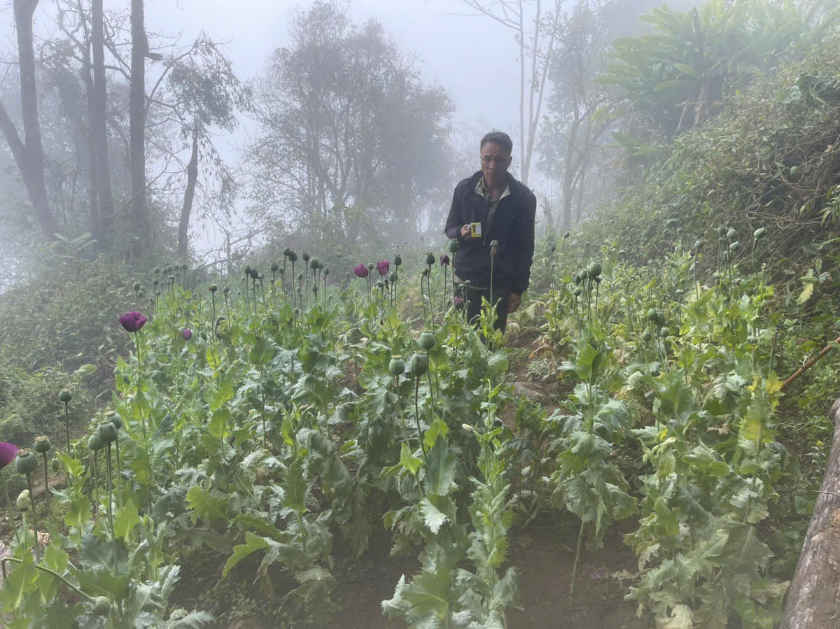 Phàn A Đánh và vườn cây thuốc phiện trong rừng sâu. Ảnh: Công an tỉnh Lai Châu.