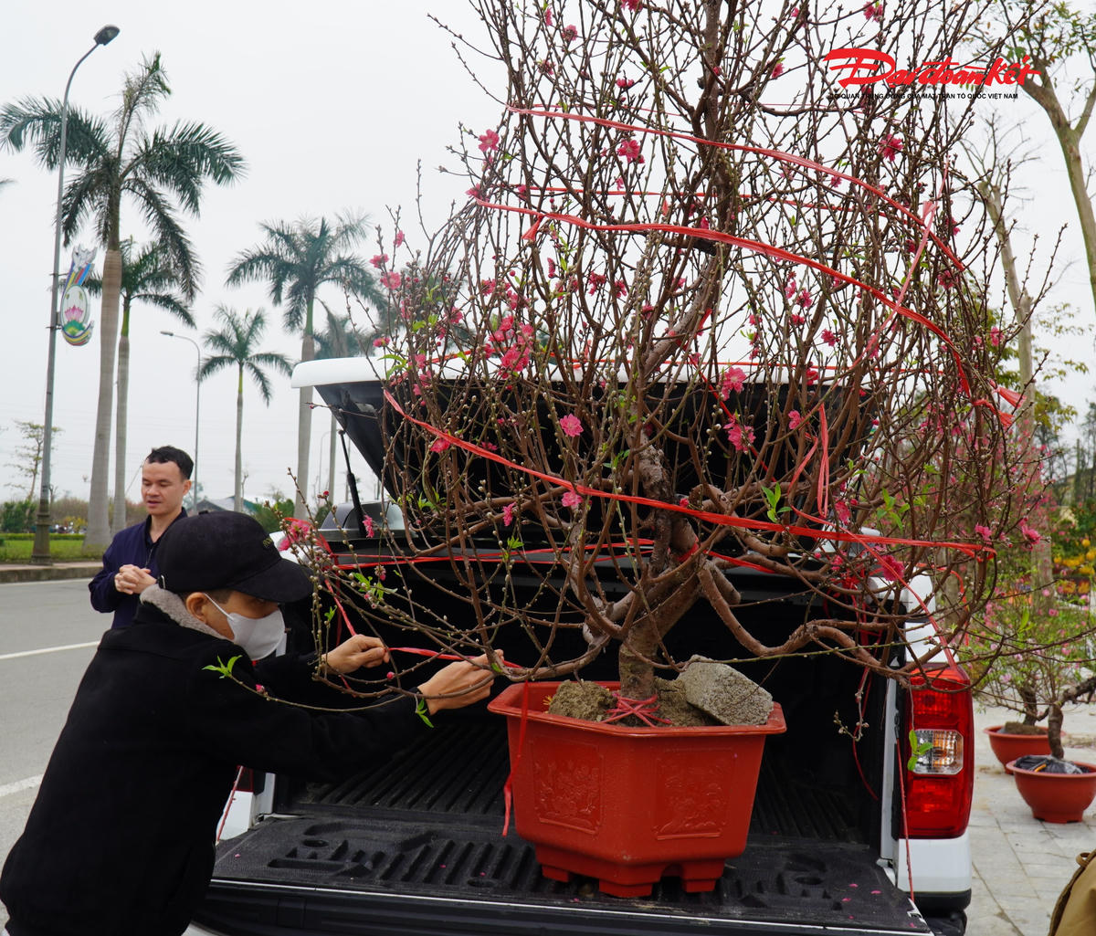 Sau nhiều lần ngắm cây và “chấm” được cây đào ưng ý nhưng do giá cao nên vị khách này vẫn đắn đo trước khi xuống tiền mua hoa chơi Tết.  