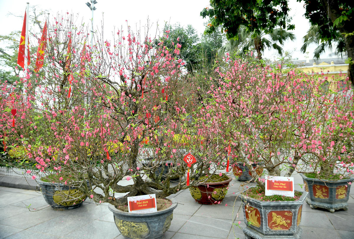 Đào bích, đào phai hội tụ, tạo nên bức tranh xuân đa sắc. Ảnh: Phạm Sỹ.