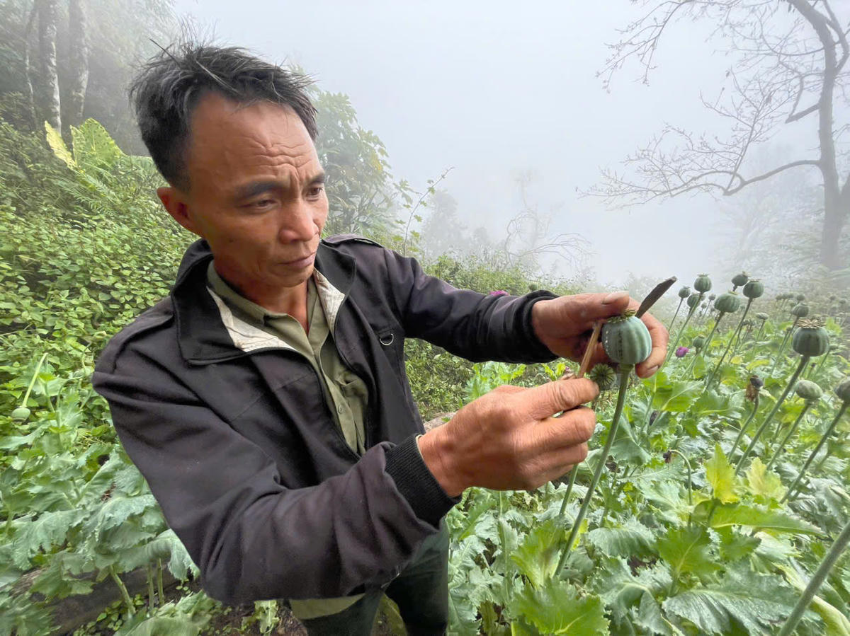 Phàn A Đánh khai thác mủ từ quả thuốc phiện. Ảnh: Công an tỉnh Lai Châu.