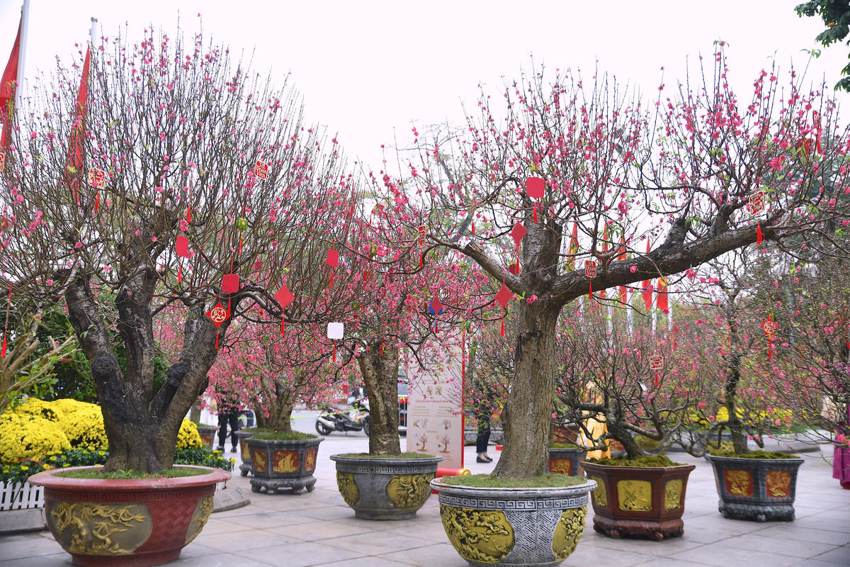 Những gốc đào cổ thụ khoe sắc giữa trung tâm Thủ đô. Ảnh: Phạm Sỹ.