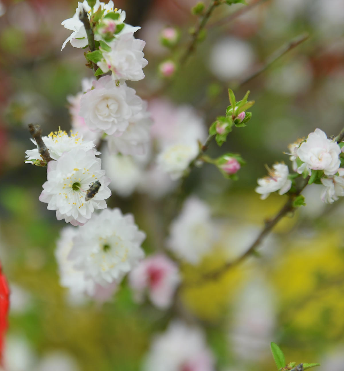 Hoa nhất chi mai bung nở. Ảnh: Phạm Sỹ.