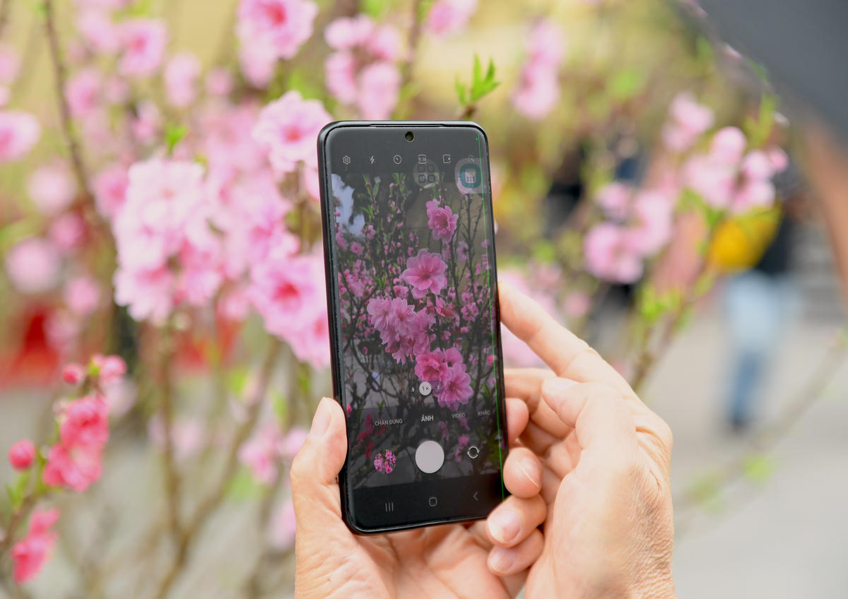 Người dân say mê chiêm ngưỡng vẻ đẹp rực rỡ của những cành đào ngày Tết, lưu lại khoảnh khắc xuân giữa không gian hoa ngập tràn sắc hồng. Ảnh: Phạm Sỹ.