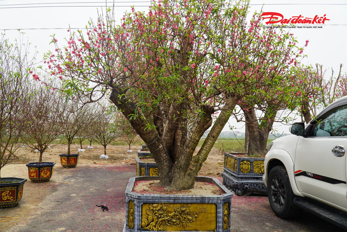 Thị trường cây cảnh Hà Tĩnh biến động