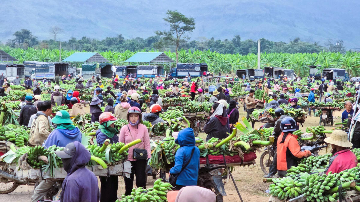 Những ngày cuối năm số lượng người và phương tiện đến “chợ chuối Tân Long” (thôn Bích La Đông, xã Lao Bảo, tỉnh Quảng Trị) buôn bán chuối đông hơn thường lệ. Ảnh: DL.