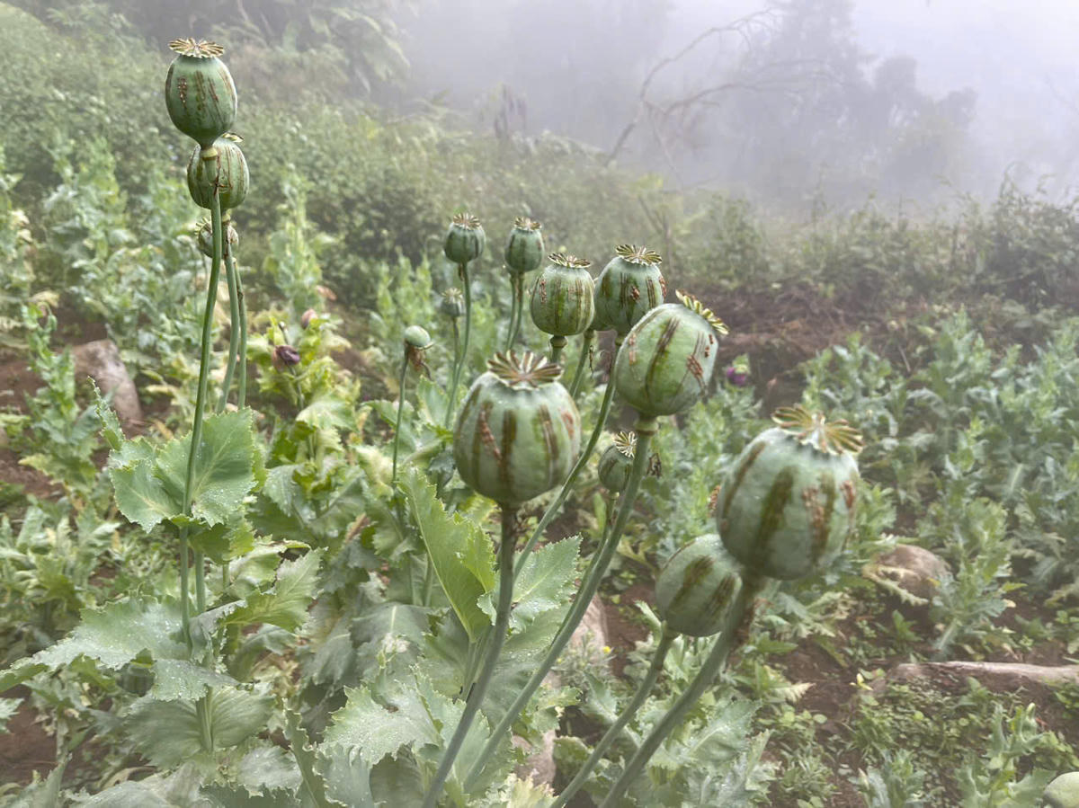 Những quả thuốc phiện đã được cạo mủ để lấy nhựa. Ảnh: Công an tỉnh Lai Châu.