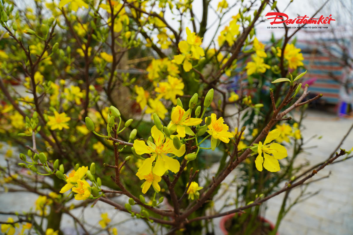 Anh Biên chia sẻ, năm nay do các trận bão tàn phá khiến cây cảnh phục vụ thị trường Tết ít đi. Mặt khác, thời tiết năm nay thất thường, nhiệt độ cao, hoa mai, hoa đào nở sớm. 