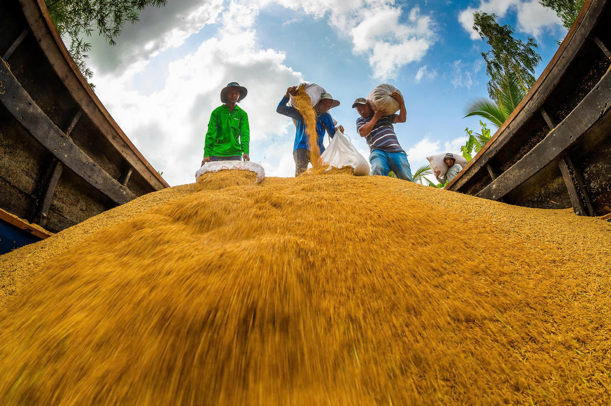 Ngành lúa gạo ngày càng khẳng định thương hiệu. 