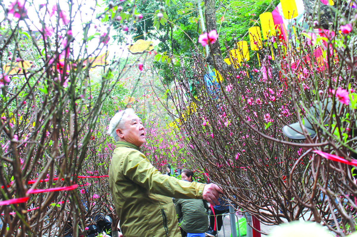 Chọn cành đào đón xuân. 