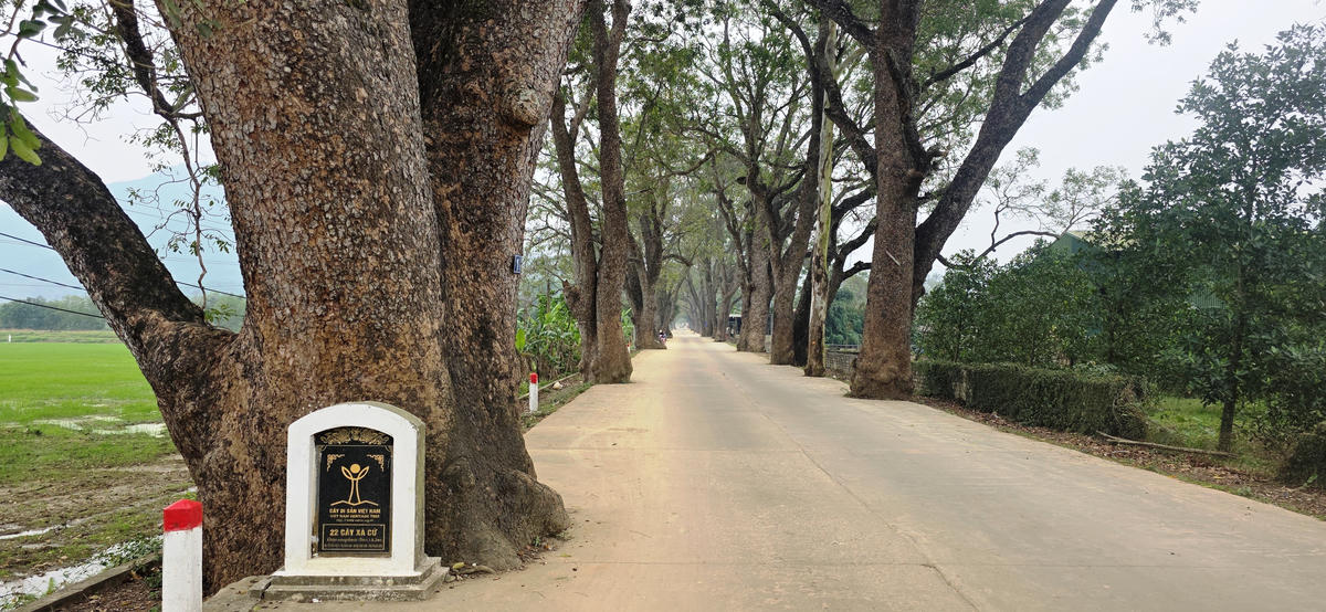 Con đường dẫn vào khu di tích nằm giữa hai hàng xà cừ cổ thụ được công nhận là Cây di sản Việt Nam. Ảnh: Nguyễn Chung.