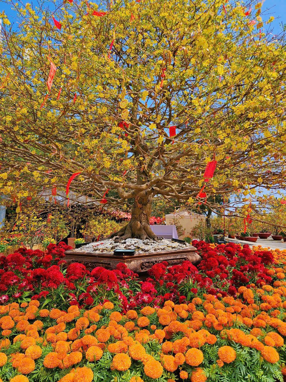 “Kỳ quan” mai cổ thụ 150 năm tuổi - biểu tượng của trường thọ và phúc lộc là nơi lưu giữ những bức ảnh gia đình đầy ý nghĩa