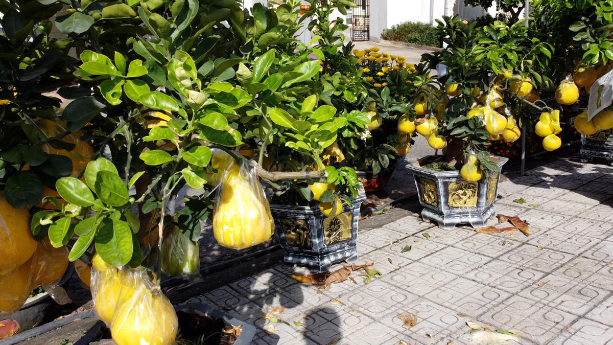 Cây bưởi được đưa ra đặc khu Lý Sơn phục vụ người dân chưng Tết. Ảnh: Nguyễn Tín