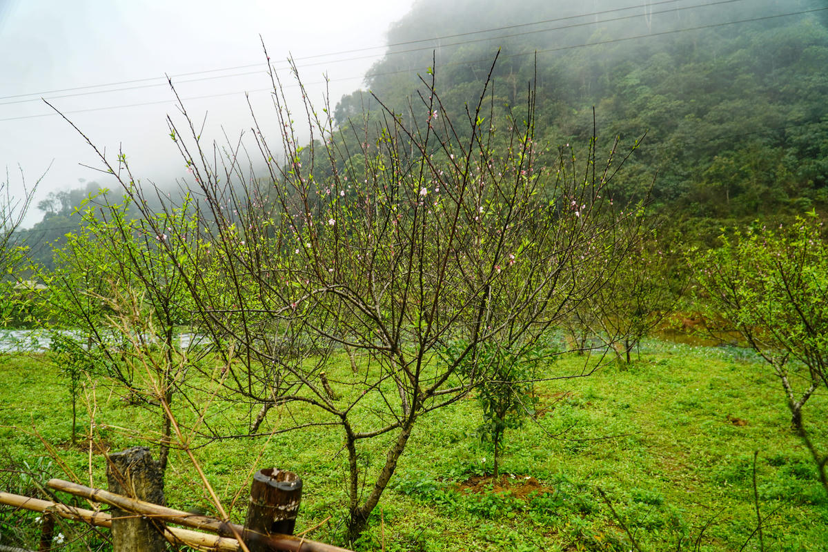 Đào nở hoa trên vùng cao vút ở xứ Thanh. Ảnh: Đình Minh.