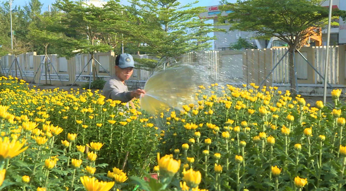 Tiểu thương chăm sóc để phục vụ cho người dân Lý Sơn. Ảnh: Chí Đại.