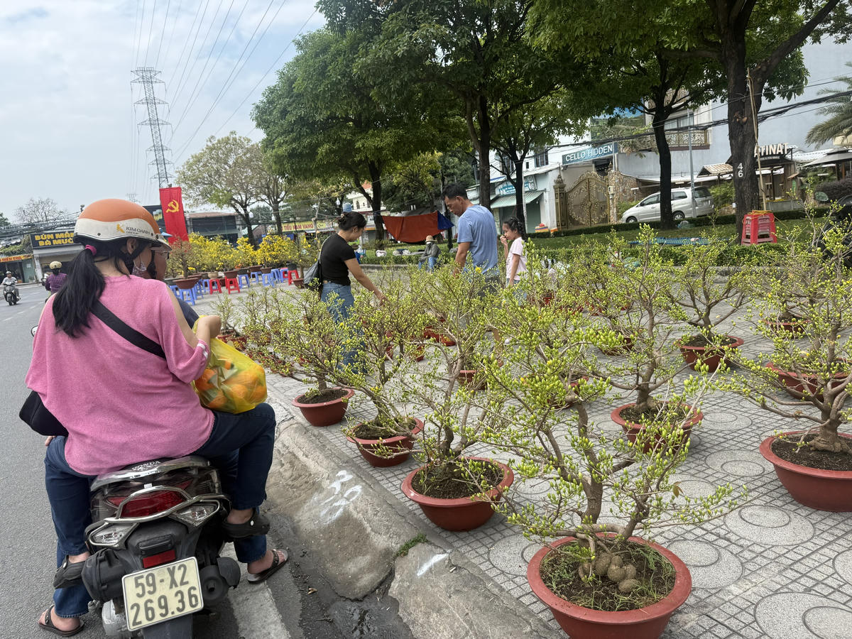 Người dân tìm mua những chậu hoa ưng ý nhất. Ảnh: S.X