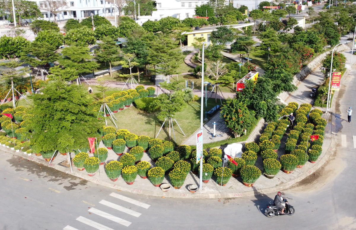 Chậu hoa cúc được vận chuyển từ đất liền ra đặc khu Lý Sơn. Ảnh: Tấn Thành.