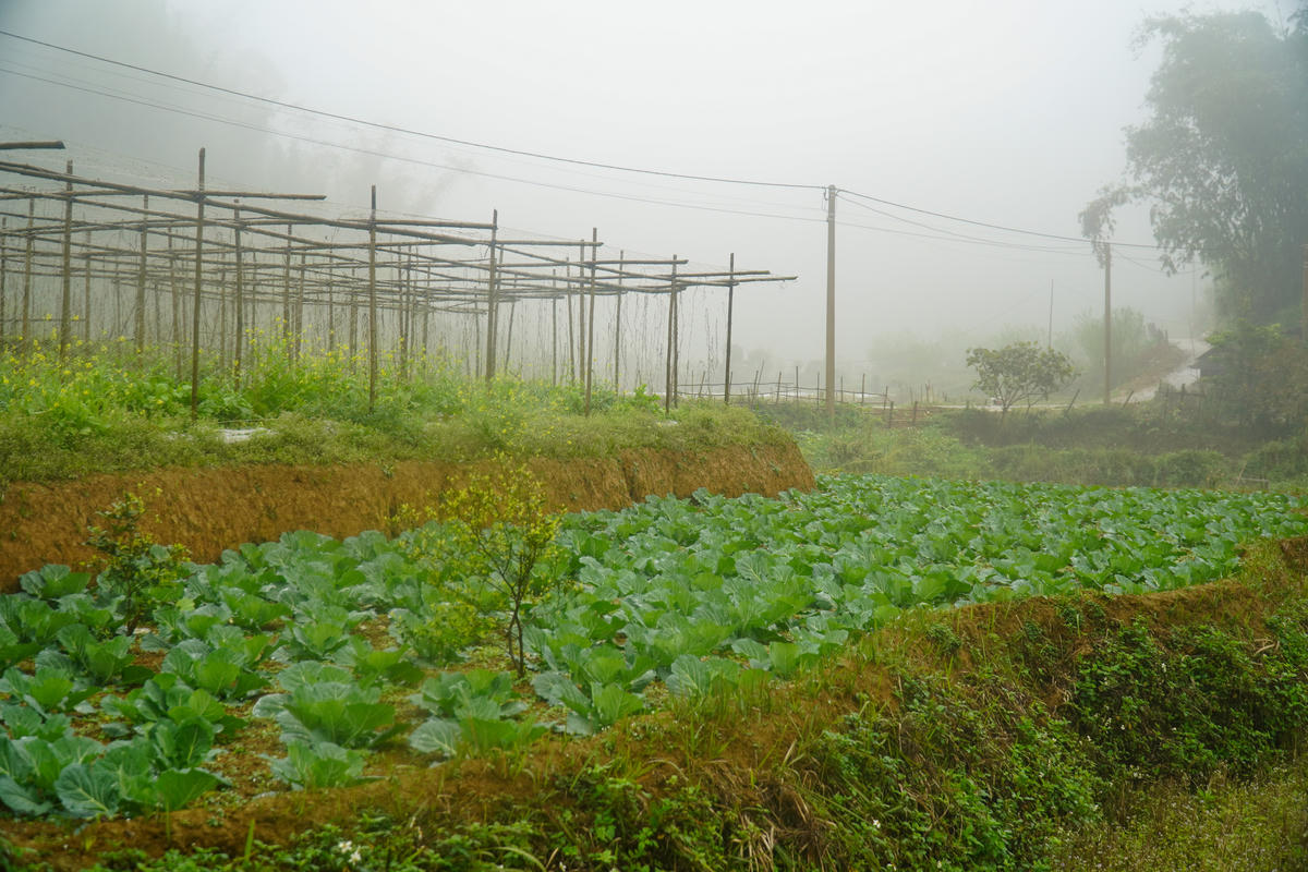 Những luống rau xanh trên đỉnh Son, Bá, Mười. Ảnh: Đình Minh.