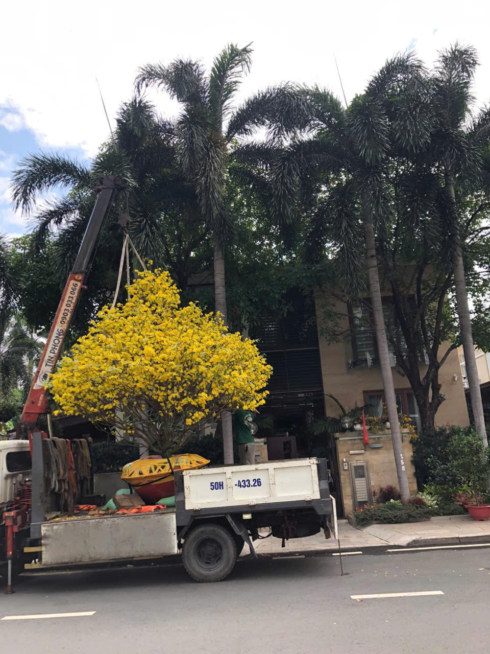 Những chậu mai to vàng rực rỡ cũng được chủ mới đưa về nhà. Ảnh: S.X