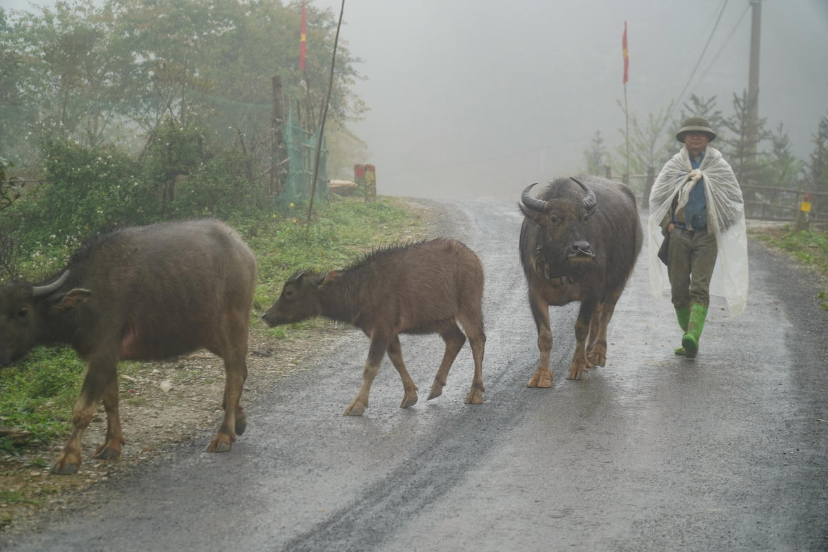Việc cày cấy ở đây dựa hoàn toàn vào sức người và động vật. Ảnh: Đình Minh.
