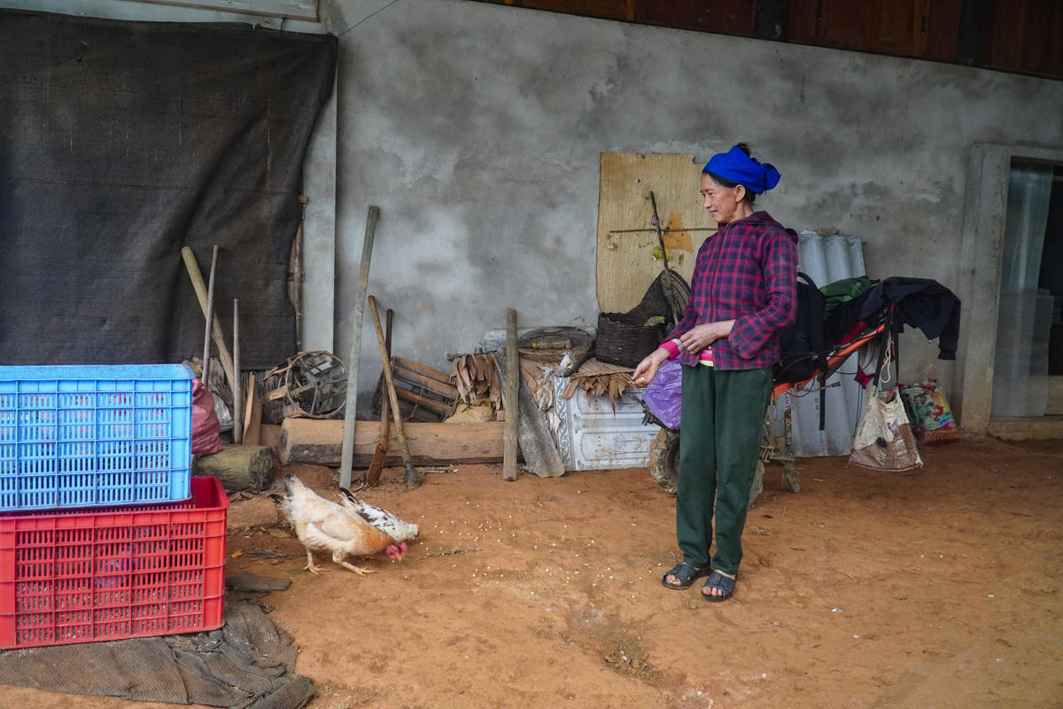 Đàn gà mà bà Én dự định làm thịt để đón Tết. Ảnh: Đình Minh.