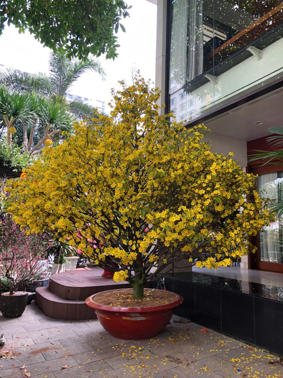 Cây mai từ xưa đến nay được xem là một loại cây quý, bởi cây mang đến sự phú quý và tốt lành. Ảnh: S.X