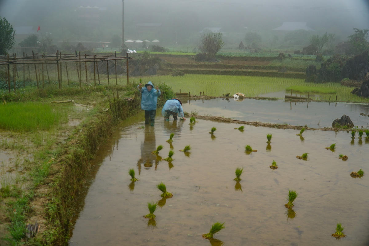 Bà con ở đây cấy lúa trước Tết. Ảnh: Đình Minh.