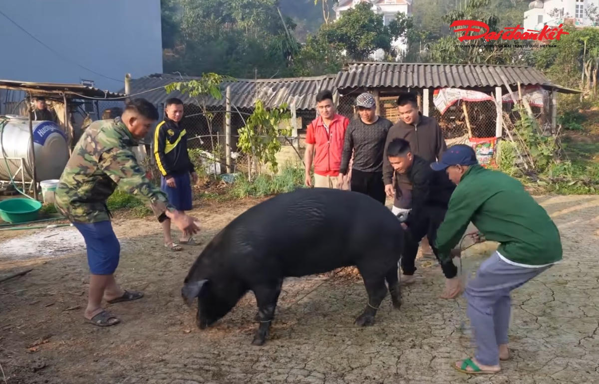 Con lợn có trọng lượn hơn 130 kg được những người đàn ông khỏe mạnh có trách nhiệm làm thịt. Ảnh: Anh Toán.