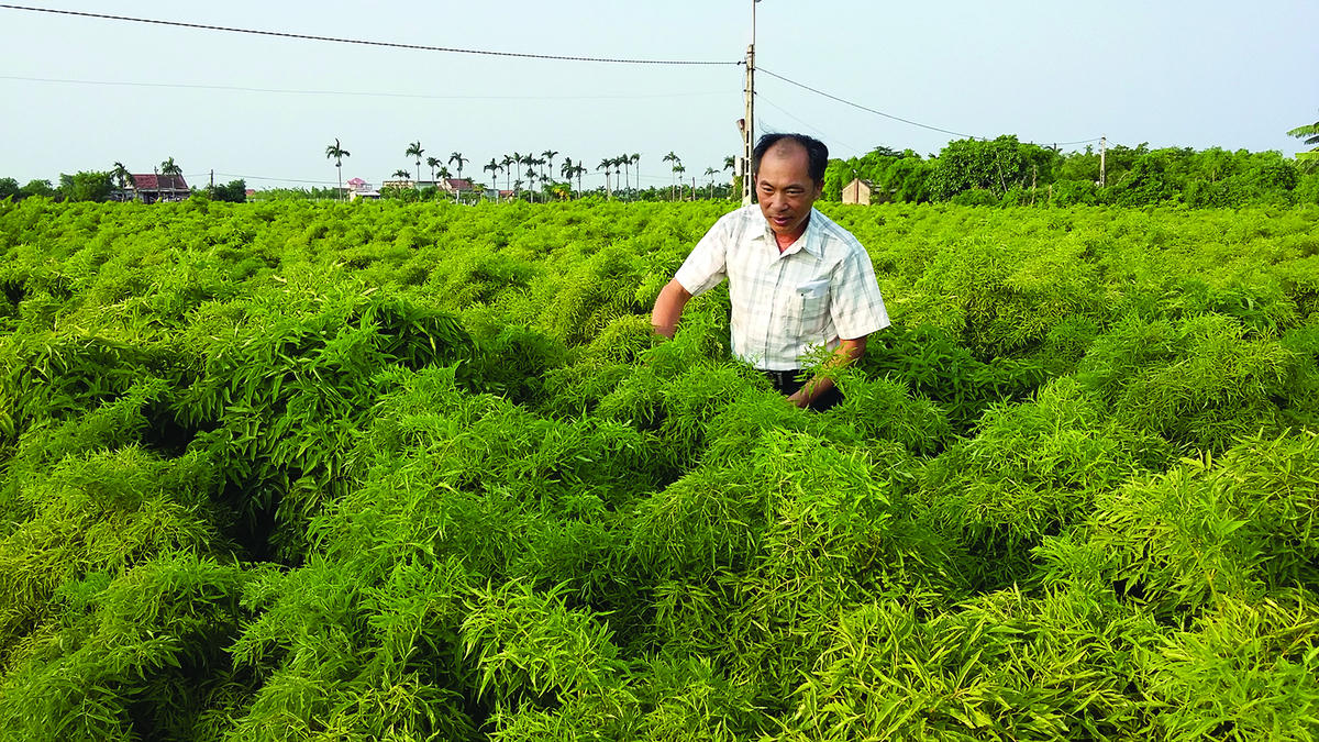 Nông dân xã Hải Thịnh (tỉnh Ninh Bình) chuyển đổi trồng lúa hiệu quả thấp sang trồng cây đinh lăng làm dược liệu cho hiệu quả kinh tế cao. Ảnh: Duy Hưng.