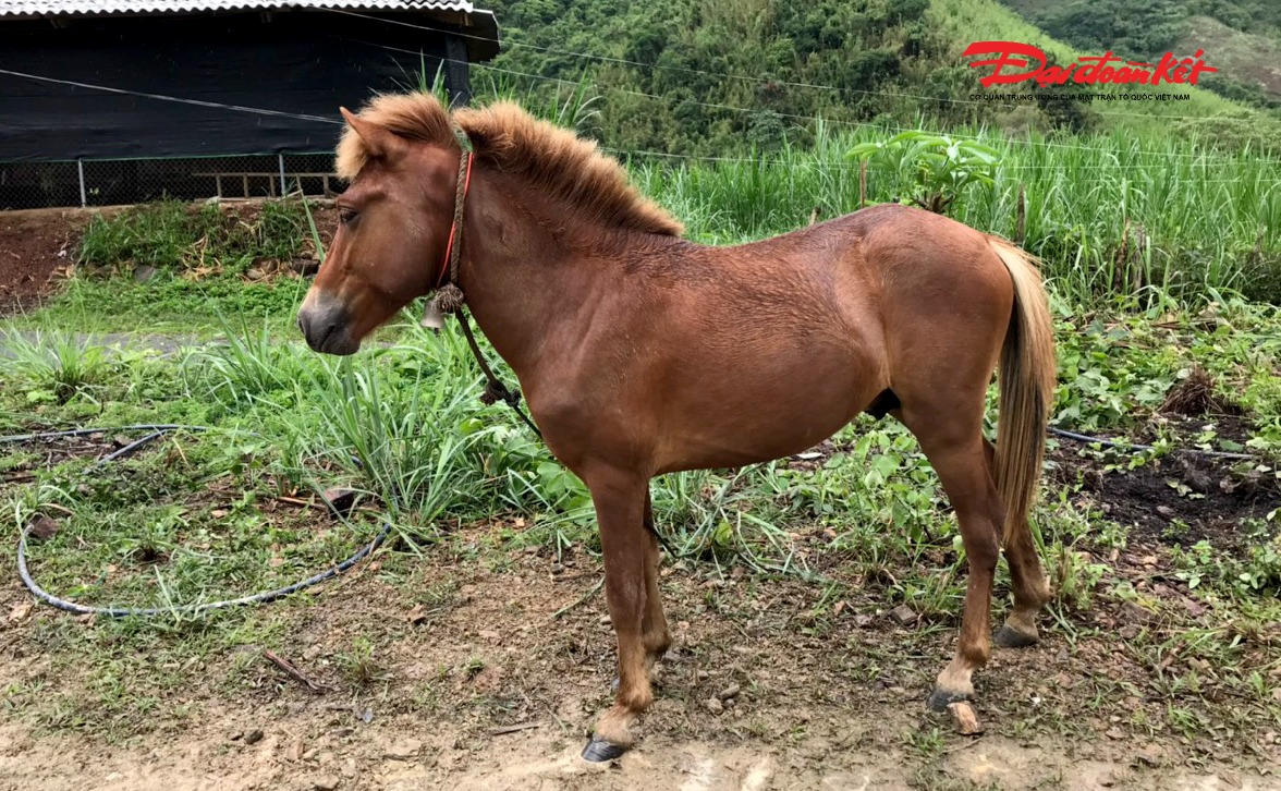 Cũng theo nhà nghiên cứu Trần Mạnh Cường, ngoài chiến chinh, ngựa xuất hiện dày đặc trong thơ đi sứ, đi trấn nhậm một mảng rất phong phú của văn học trung đại Việt Nam. Ảnh: ĐB