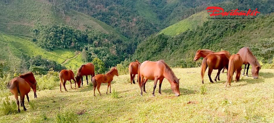 Ngựa giúp văn chương Việt nối vào mạch biểu tượng Đông Á (thiên lý mã, sứ lộ, dịch quán, biên tái), nhưng vẫn giữ giọng riêng. Ảnh: KHCN
